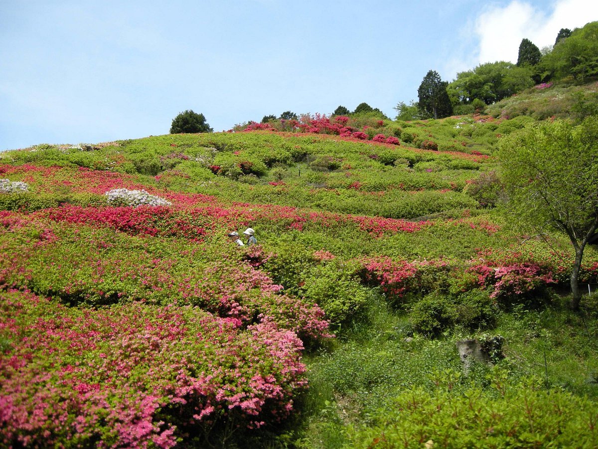 🏞️ 공주 계곡 공원 (히메노사와 공원) 이미지 4